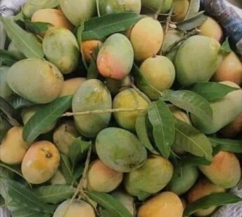 Ghopalbhog (রাজশাহী গোপালভোগ) (5KG)