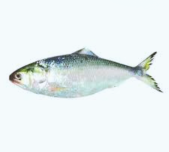 Hilsha Fish 500 Gm+