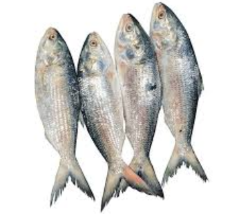 Hilsha Fish 300 Gram +
